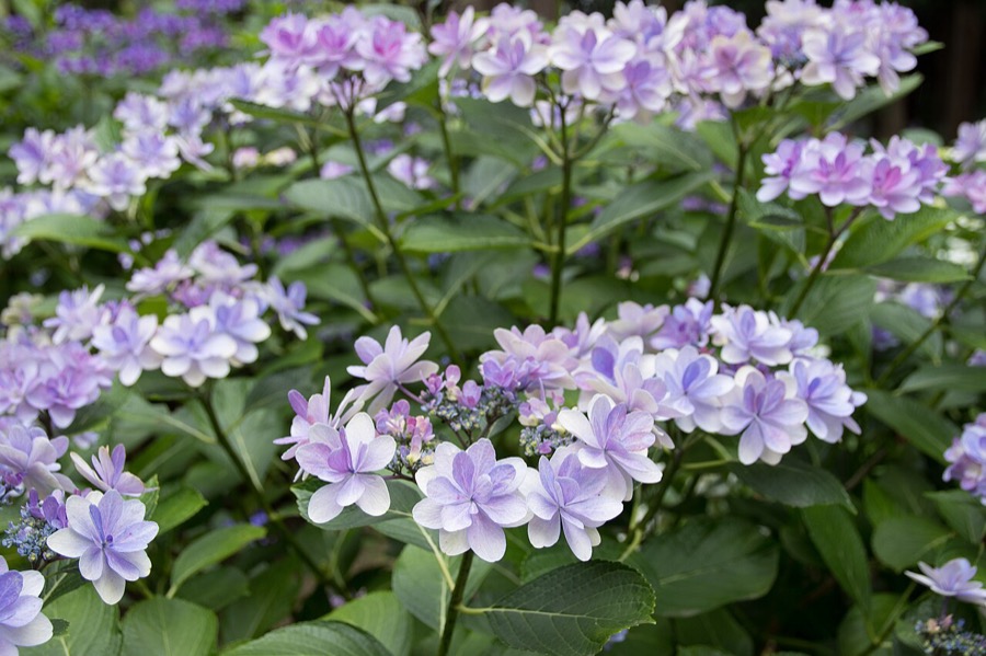 绣球花识别案例